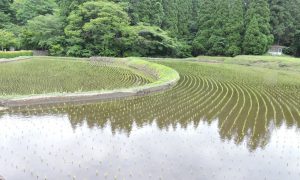 産山村で「うぶやま送料無料キャンペーン」実施中！特産品をお得に