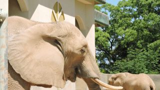 熊本市動植物園でオリジナルカードをランダム配布！