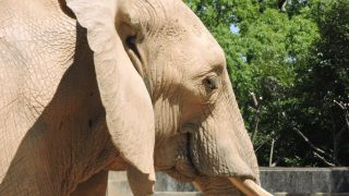 熊本市動植物園「飼育員のお仕事体験」参加者募集！消防ホースで動物の暮らしを豊かに