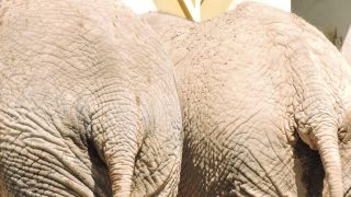 【熊本市動植物園】開園100周年事業に伴うお知らせ—「サバンナエリア整備」で園路の一部が通行止めに