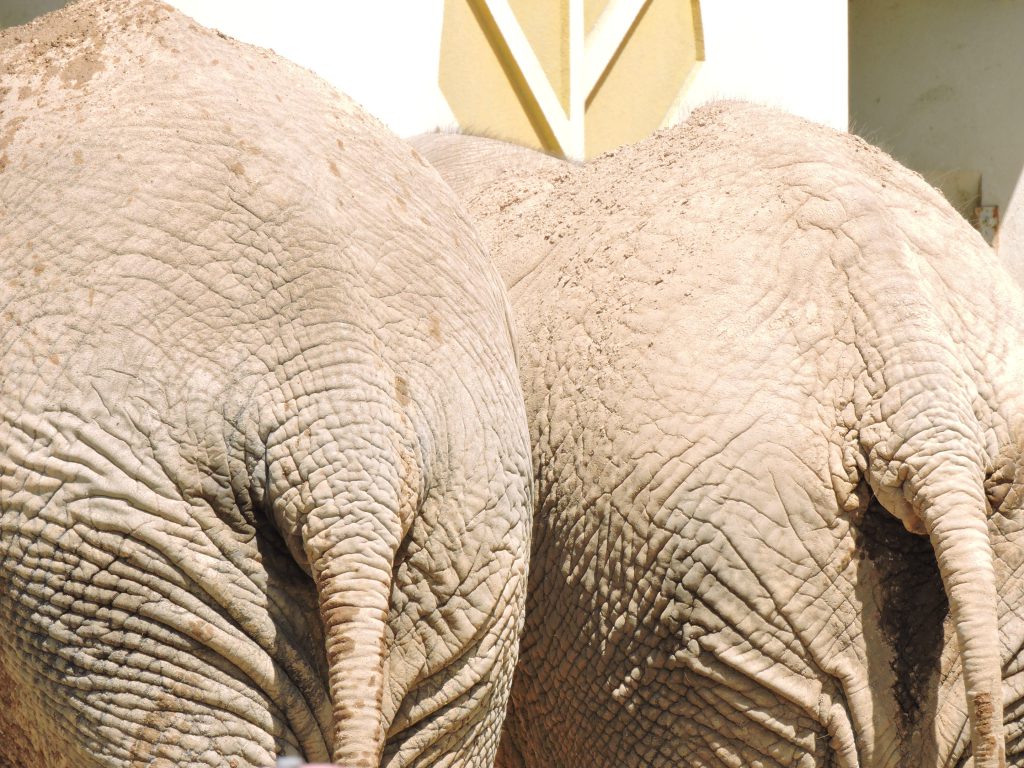 【熊本市動植物園】開園100周年事業に伴うお知らせ—「サバンナエリア整備」で園路の一部が通行止めに