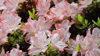 4/13(日)開催！山江村でつつじ祭