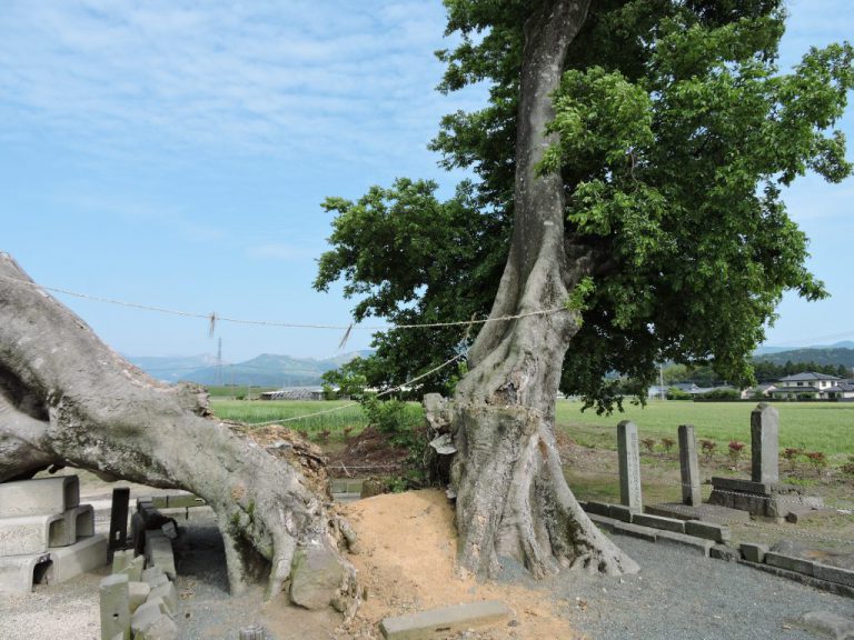 榎鶴（大津町）