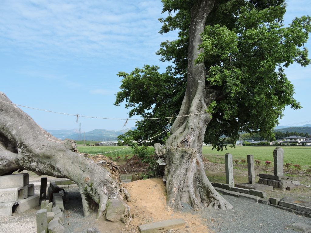 榎鶴（大津町）