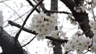 水上村：桜図鑑園、多彩な桜が開花！最新情報