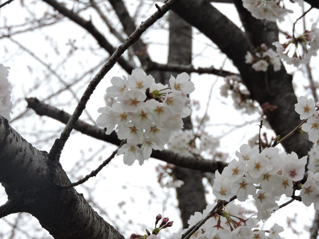 水上村：桜図鑑園、多彩な桜が開花！最新情報