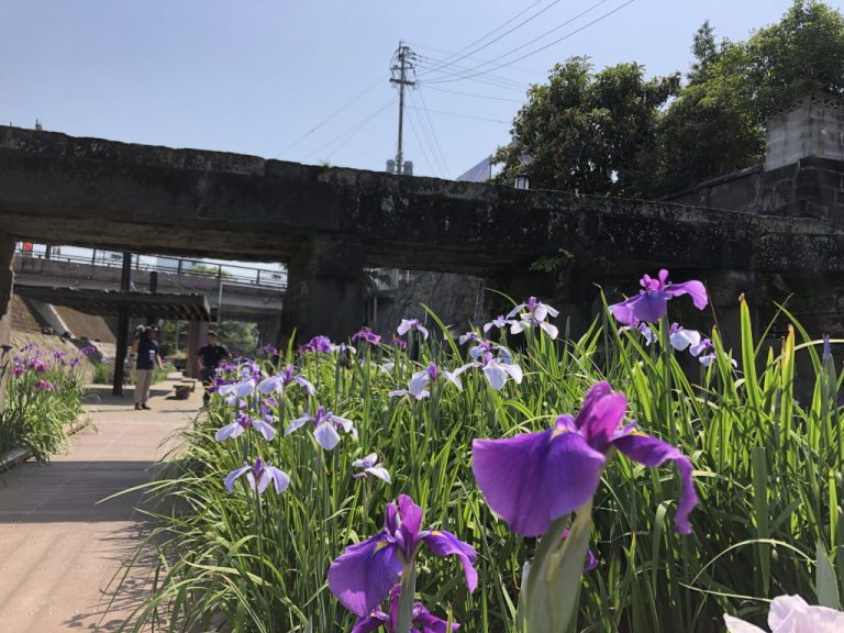高瀬裏川花しょうぶまつり