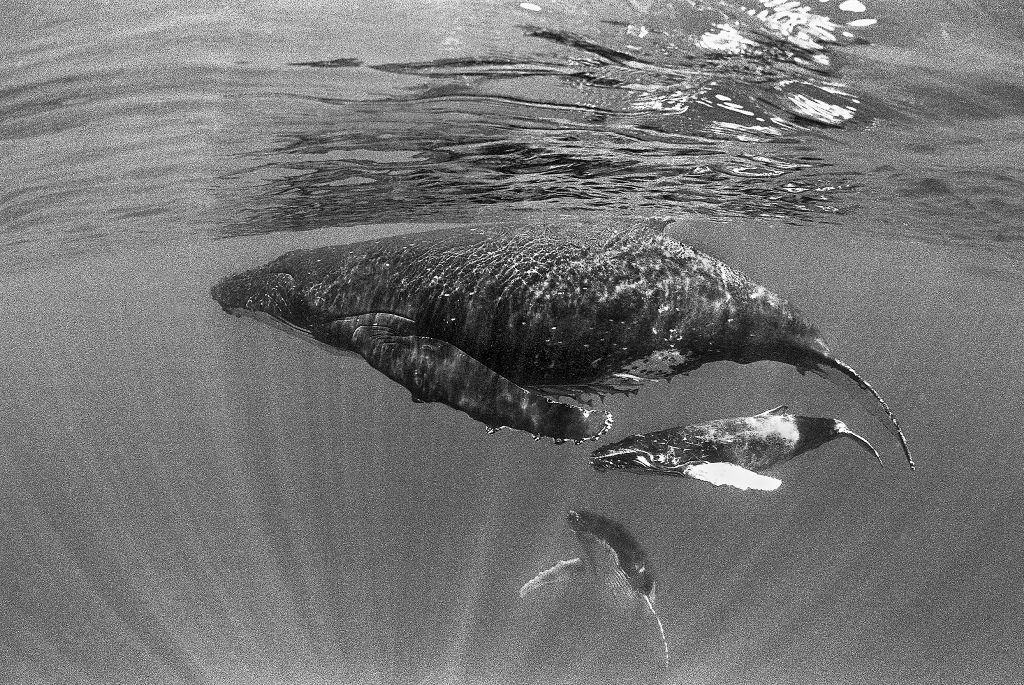 ザトウクジラの母子