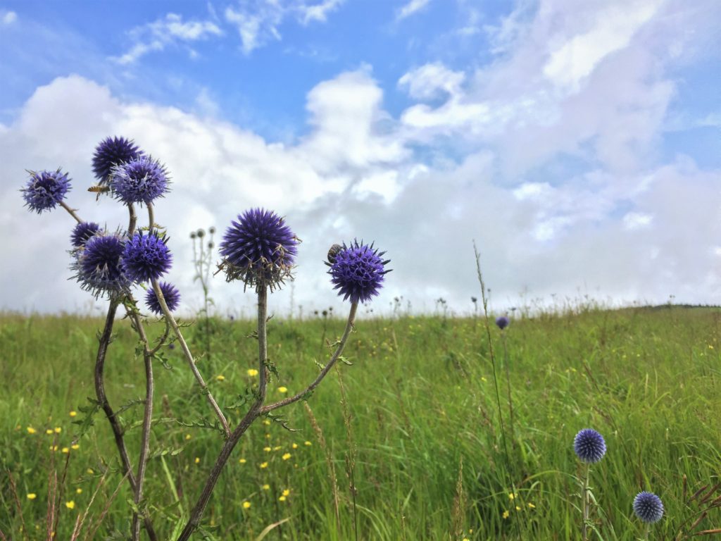 夏限定！　丸いフォルムが可愛いヒゴタイ