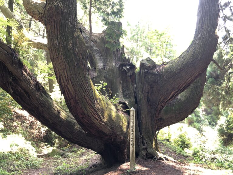 護王さんの杉：阿蘇市