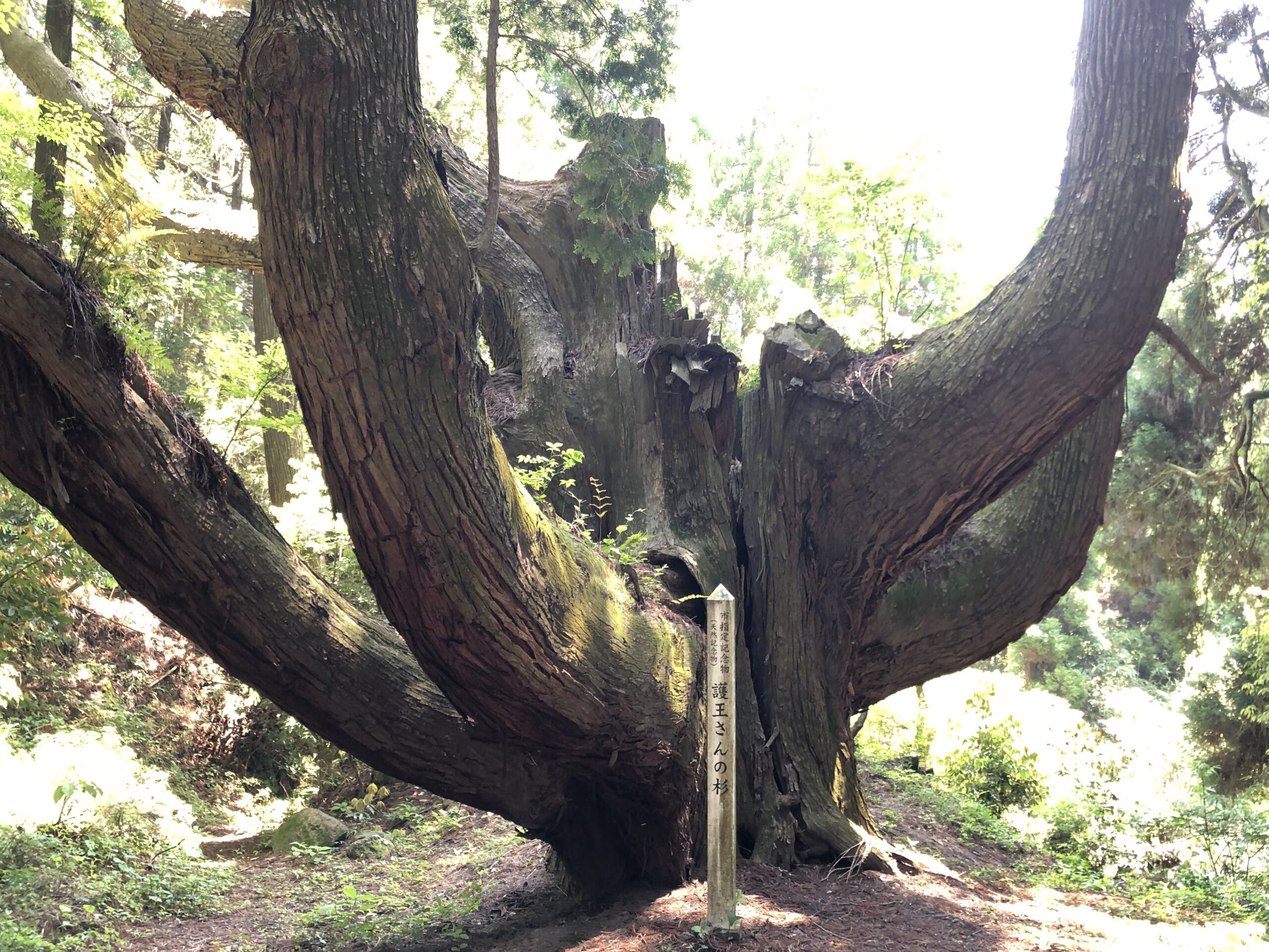 護王さんの杉 （阿蘇市西町）