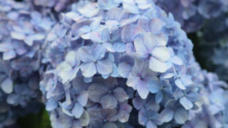 宇土市が見頃の紫陽花スポットと関連イベントを紹介