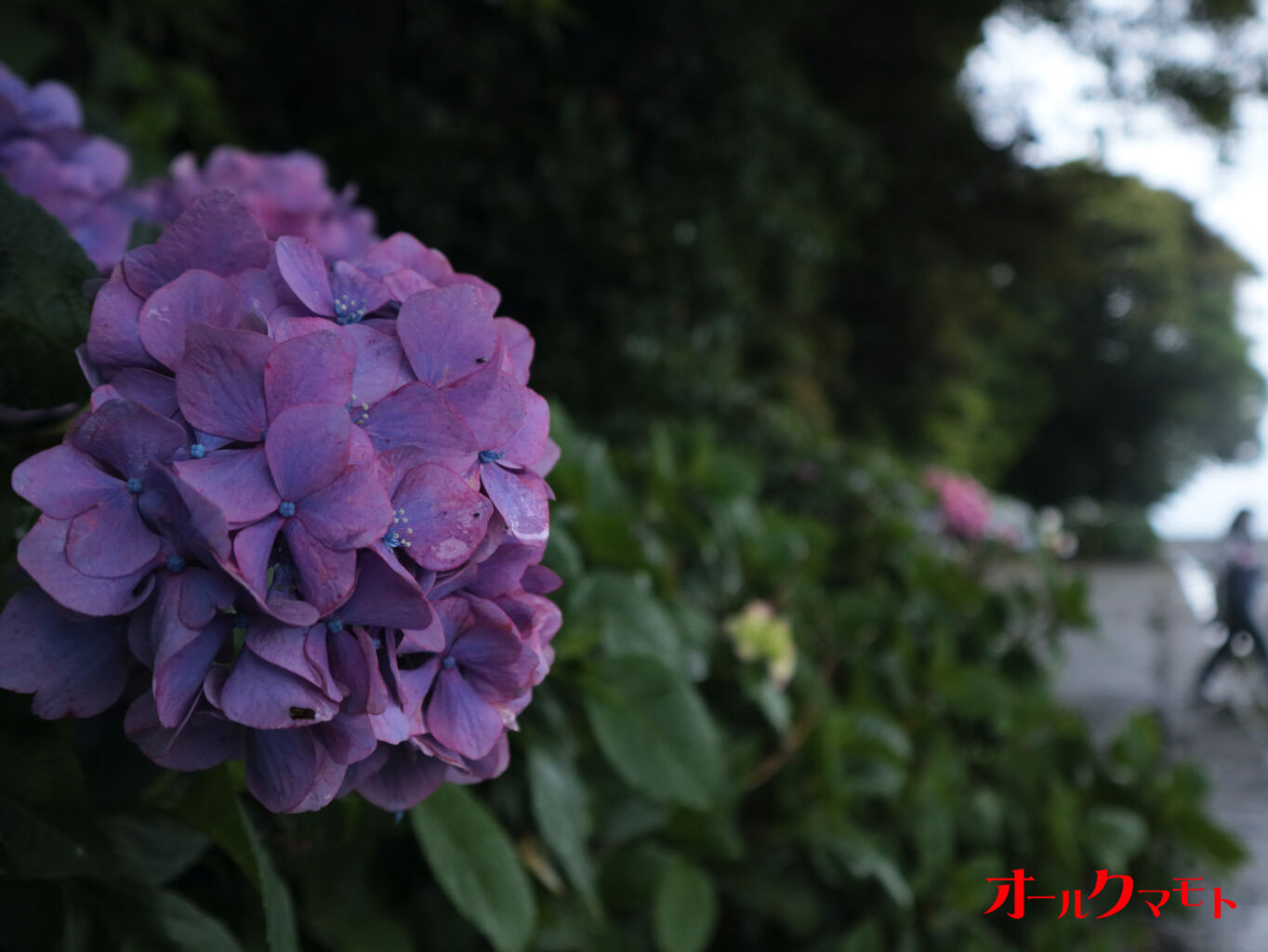 宇土市コミュニティバス「行長しゃん号」が11月29日（土）に迂回運行