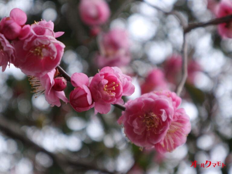 黒石天満宮の紅梅