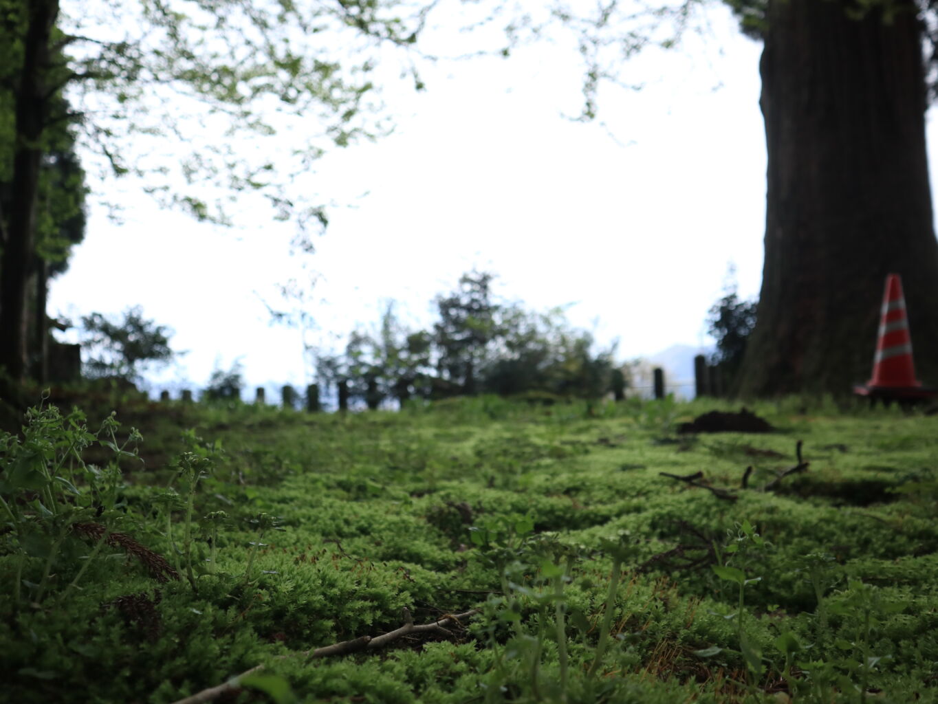 高森町、令和7年度新型コロナワクチン予防接種に助成を実施—自己負担は4,600円
