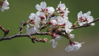 多良木町｜妙見野自然の森展望公園へのアクセス制限