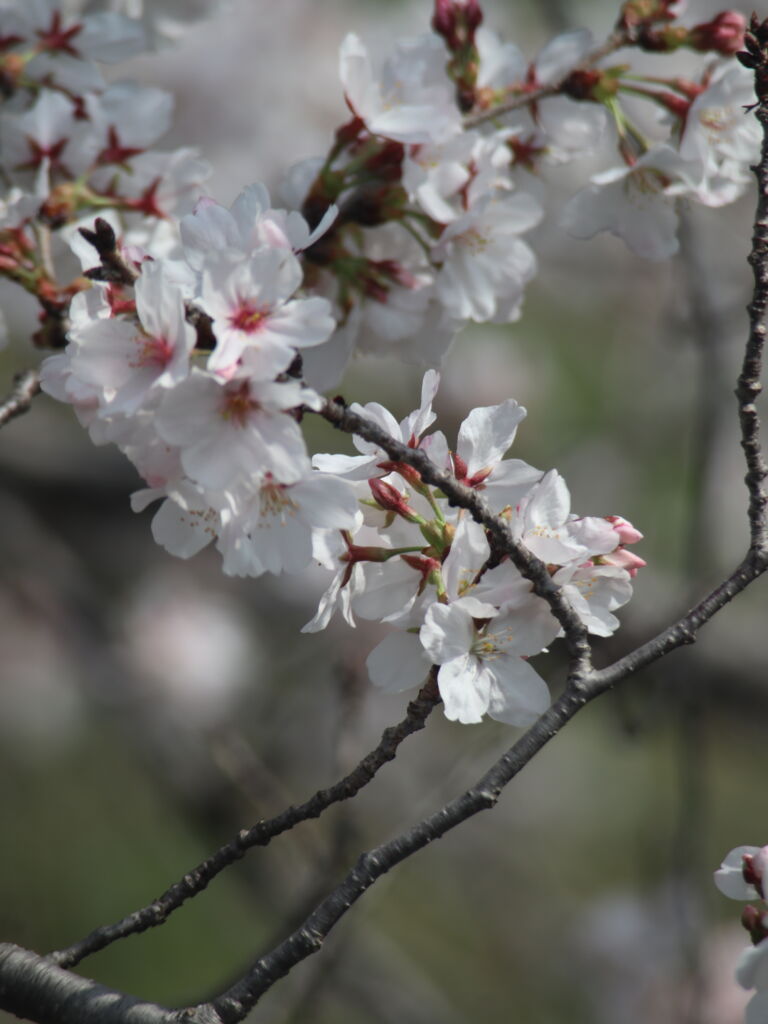 熊本県内：生ごみ処理機補助金制度 まとめ