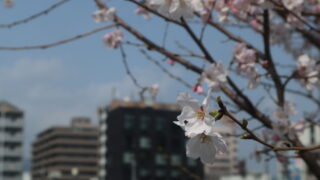 【熊本県警察】令和7年度 警察官A採用試験（武道指導・サイバー）実施