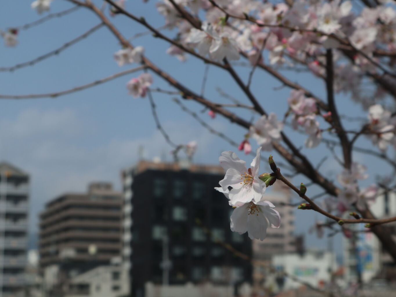 【熊本県警察】令和7年度 警察官A採用試験（武道指導・サイバー）実施